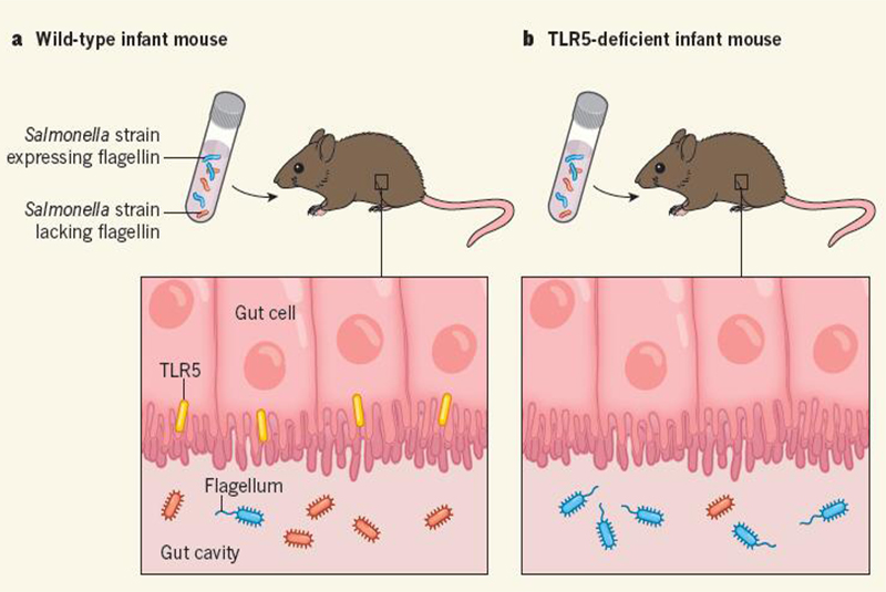 TLR5的选择性对肠道微生物组成的影响.jpg